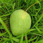 বাড়ি-৪ আম - হালকা মিষ্টি
