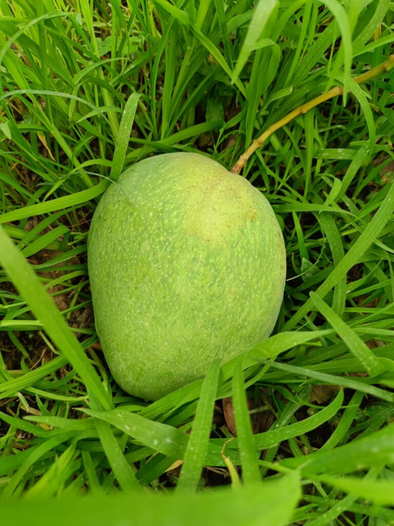 IMG 20250630 WA0017