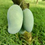 আম্রপালি আম - সুগন্ধি, মিষ্টি ও আঁশবিহীন