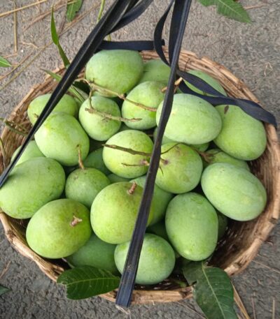 ল্যাংড়া আম