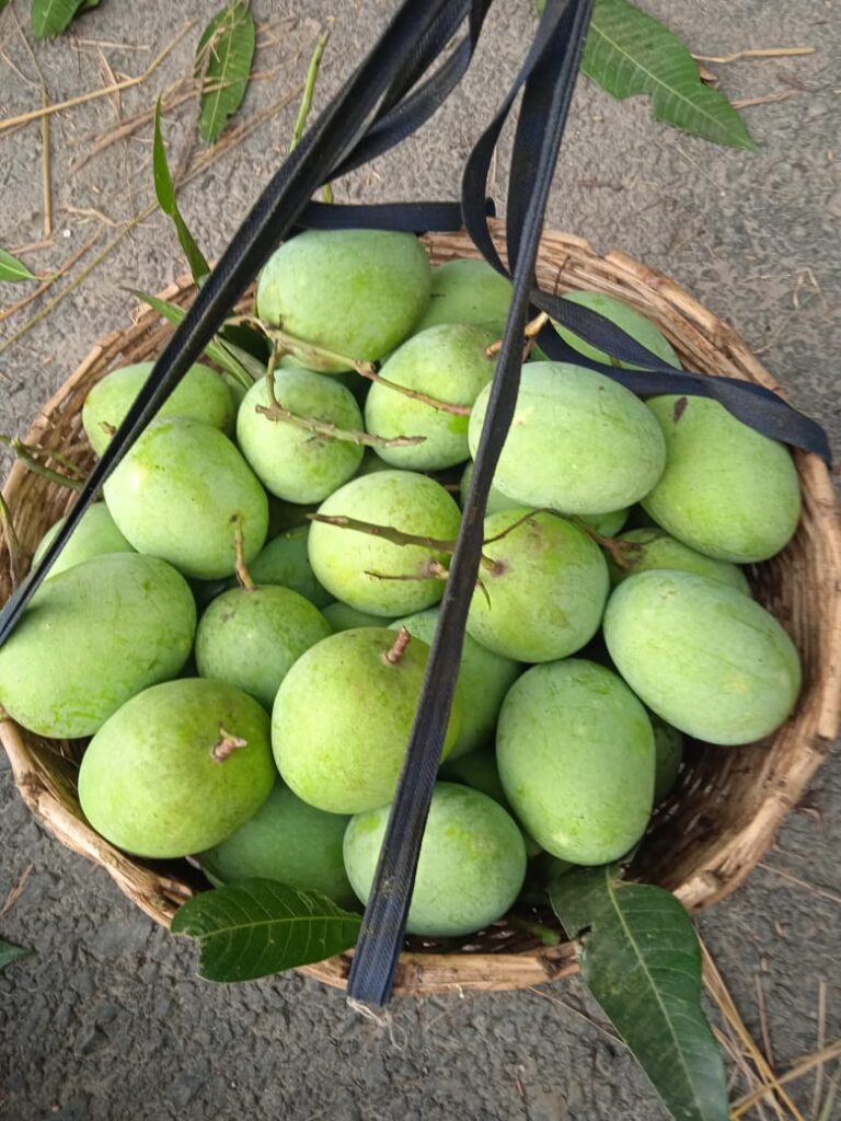 ল্যাংড়া আম