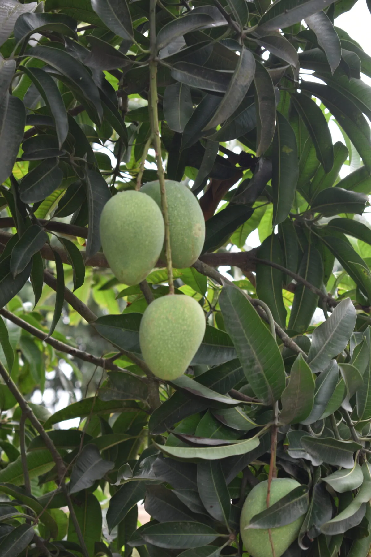 rajshahi Himsagar