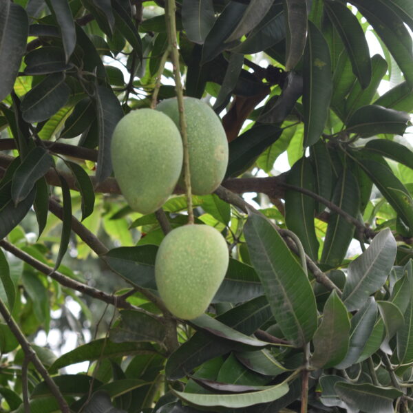 rajshahi Himsagar