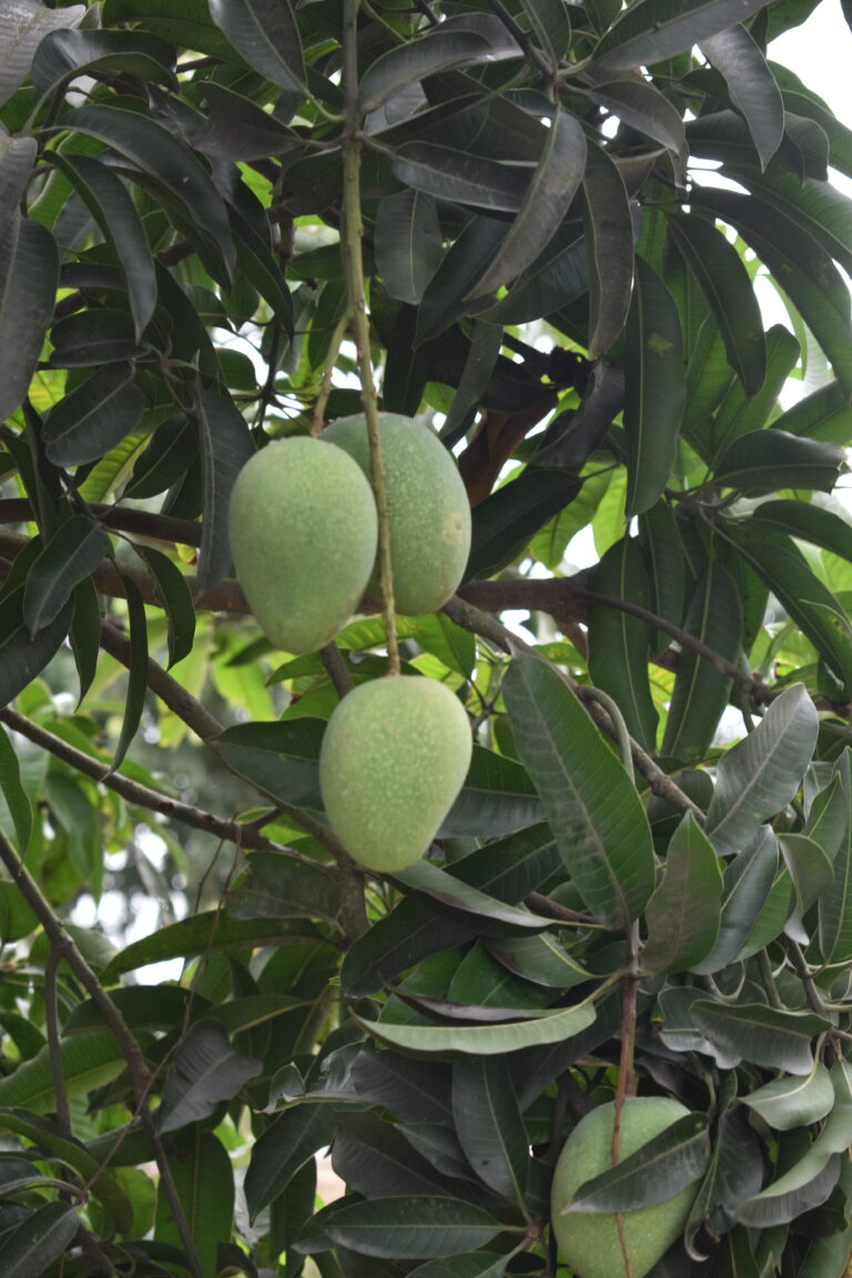 rajshahi Himsagar