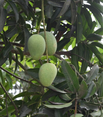rajshahi Himsagar