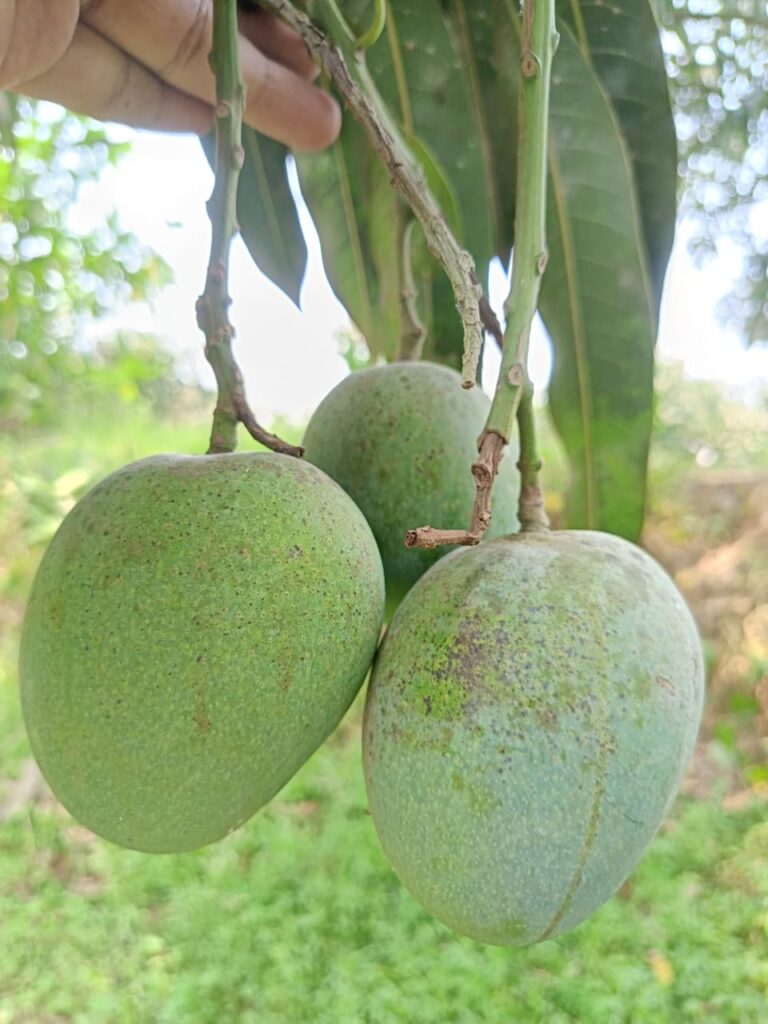 himsagor